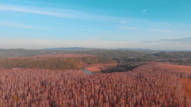 Luchtfoto bovenaanzicht van een landweg door velden en bossen in de zomer. Clip. Bovenaanzicht van het bosgebied met weg. moderne kleur toning — Stockvideo