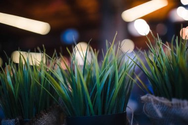 Büyüyen küçük yeşil dekoratif bush. Dekoratif küçük çalılar.