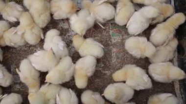 Küçük ördek yavrusu. Yukarıda hayvan pazarı görüntülemek