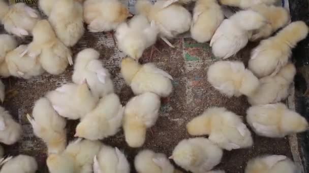 Little ducklings. View from above animal market — Stock Video