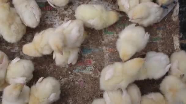 Little ducklings. View from above animal market — Stock Video