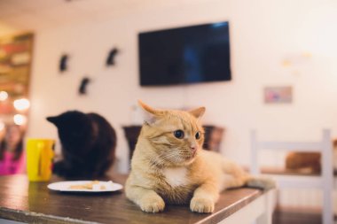 şirin kedi kedi portre. kedi bir evde poz.