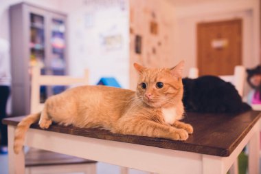 şirin kedi kedi portre. kedi bir evde poz.