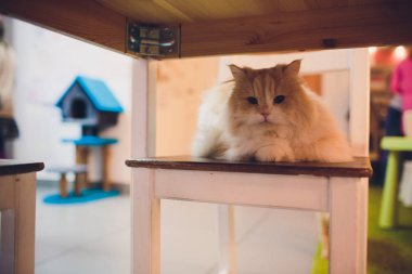 şirin kedi kedi portre. kedi bir evde poz.