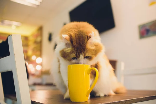 Tablette vierge sur une table de travail en bois avec tasse de thé et chat. café chat . — Photo