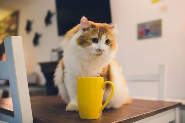 Leeres Tablet-Gerät über einem hölzernen Arbeitstisch mit Tasse Tee und Katze. Katzencafé. — Stockfoto