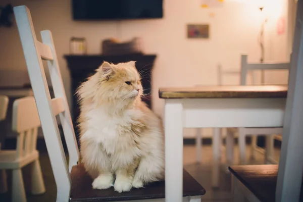 Söt katt katt porträtt. katten poserar i ett hem. — Stockfoto