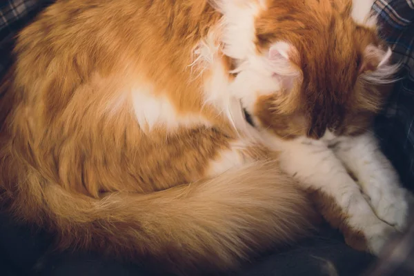 Lindo gato un gato retrato. gato está posando en un hogar . —  Fotos de Stock