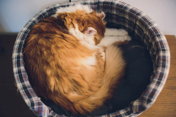 Lindo gato un gato retrato. gato está posando en un hogar . —  Fotos de Stock