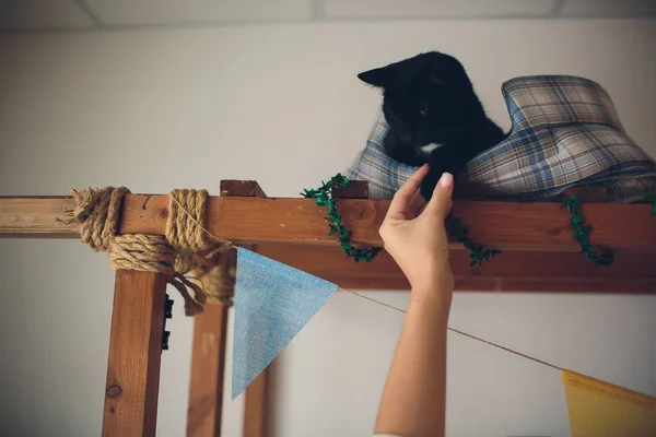 Süße Katze ein Katzenporträt. Katze posiert in einem Heim. — Stockfoto