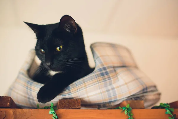 Милый кот Кошачий портрет. кошка позирует в доме . — стоковое фото