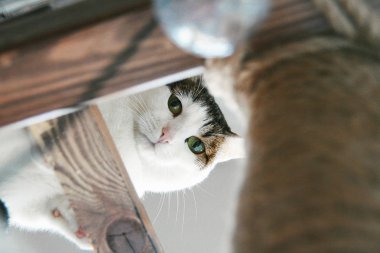 Kedi komik hayvan ya da evde beslenen hayvan ev veya ev içinde. en iyi insan dostu. Portre portre.