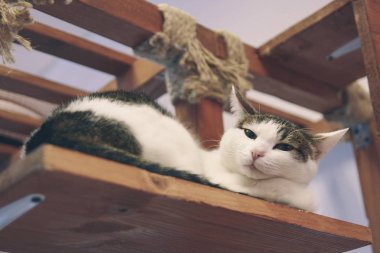 Kedi komik hayvan ya da evde beslenen hayvan ev veya ev içinde. en iyi insan dostu. Portre portre.