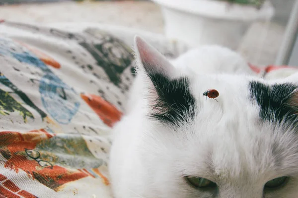 Cat funny animal or pet inside house or home. best human friend. Closeup Portrait. — Stock Photo, Image