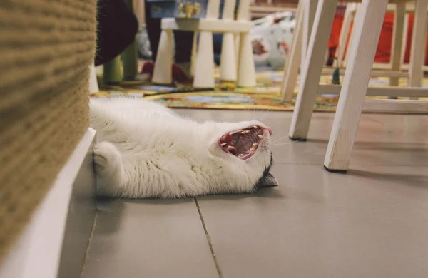 Gato muy divertido riendo del primer plano. — Foto de Stock