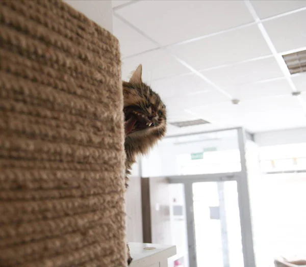 Cat funny animal or pet inside house or home. best human friend. Closeup Portrait. — Stock Photo, Image