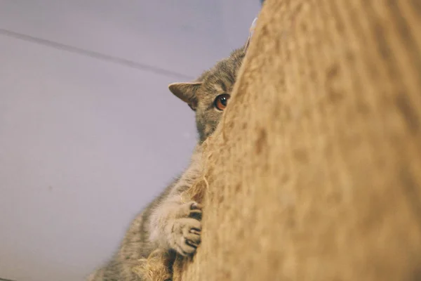 Chat drôle animal ou animal de compagnie à l'intérieur de la maison ou à la maison. meilleur ami humain. Portrait rapproché . — Photo