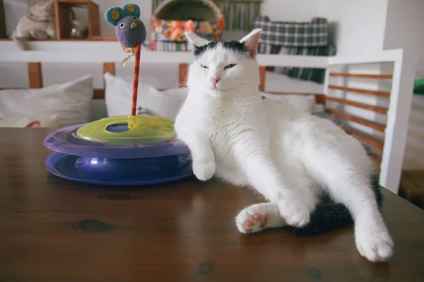 Katze lustiges Tier oder Haustier im Haus oder zu Hause. bester menschlicher Freund. Nahaufnahme-Porträt. — Stockfoto