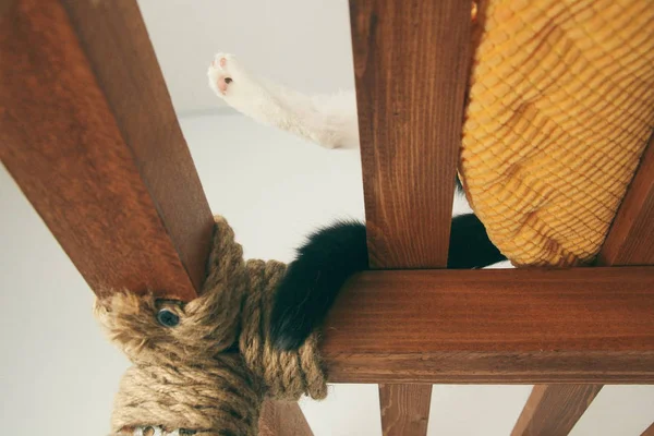 Katze lustiges Tier oder Haustier im Haus oder zu Hause. bester menschlicher Freund. Nahaufnahme-Porträt. — Stockfoto