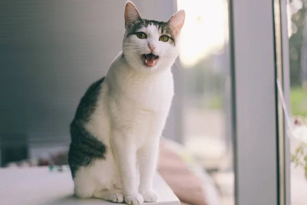 Kočka legrační zvíře nebo pet uvnitř domu nebo domů. nejlepší přítel člověka. Detailní portrét. — Stock fotografie