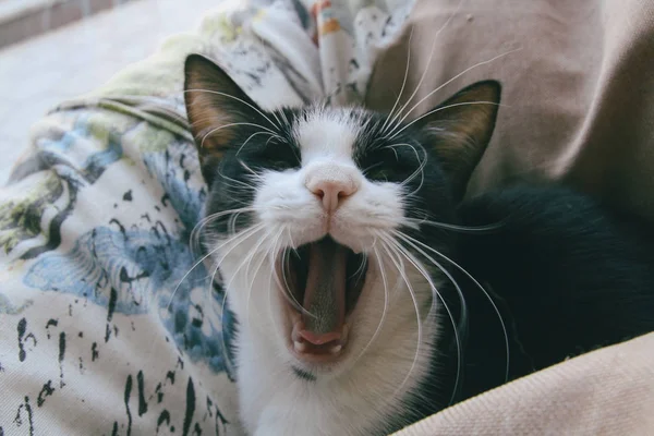 とても面白い猫が近くで笑っている. — ストック写真