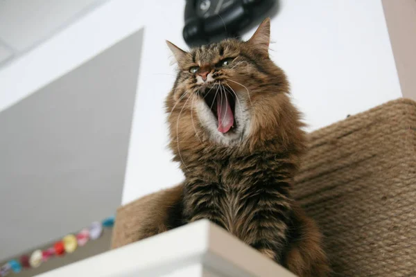 Gato muy divertido riendo del primer plano. —  Fotos de Stock