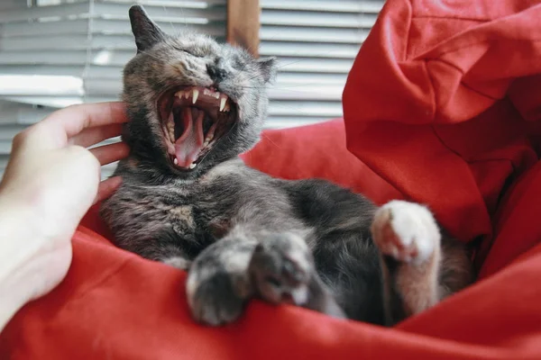 Velmi legrační kočka se směje zblízka. — Stock fotografie