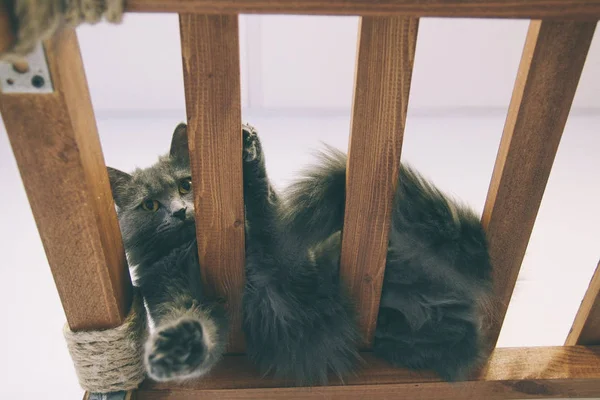 Katze lustiges Tier oder Haustier im Haus oder zu Hause. bester menschlicher Freund. Nahaufnahme-Porträt. — Stockfoto