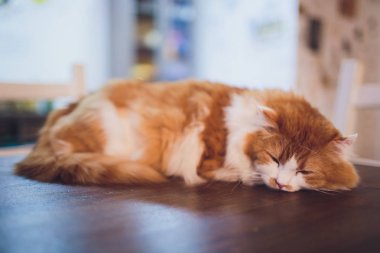 Şirin kedi yavrusu sit ahşap tablo içinde ev.