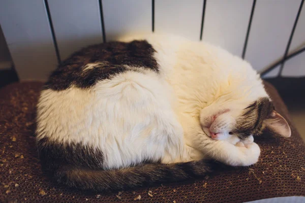 Hermoso gato grande durmiendo en la alfombra en la casa . — Foto de Stock