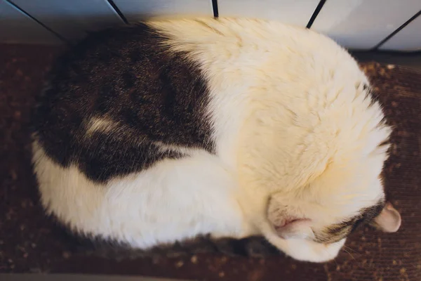 Hermoso gato grande durmiendo en la alfombra en la casa . — Foto de Stock