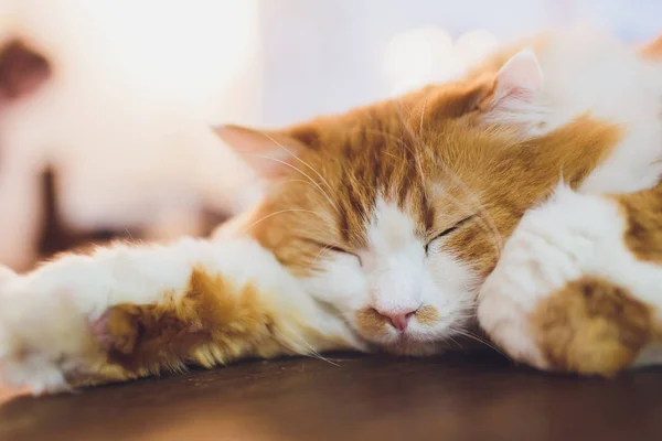 Lindo gatito deslizándose en la mesa de madera en casa . — Foto de Stock