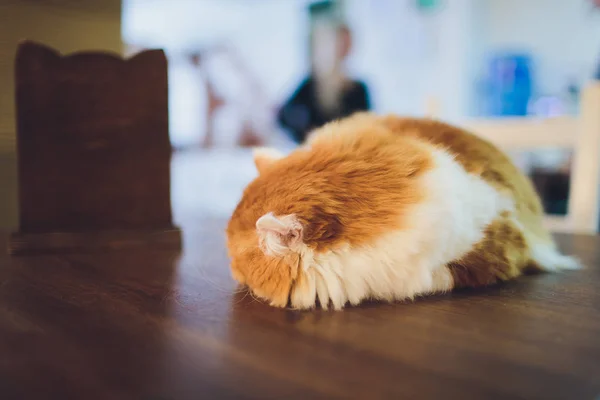 Il gattino carino si siede su tavolo di legno in casa . — Foto Stock