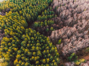 Boş otoyol sonbahar ormanın içinde. Güzel manzara havadan yolun. Quadrocopter ile çekim