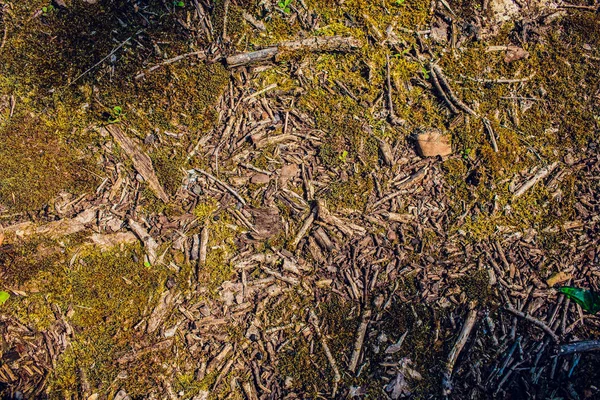 Textura amarilla musgo, fondo con espacio para copiar —  Fotos de Stock