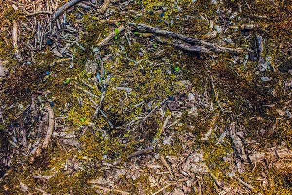 Moss gul textur, bakgrund med kopia utrymme — Stockfoto