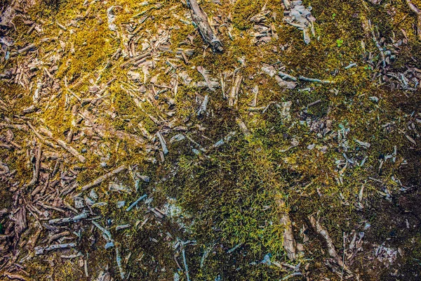 Moss gul textur, bakgrund med kopia utrymme — Stockfoto