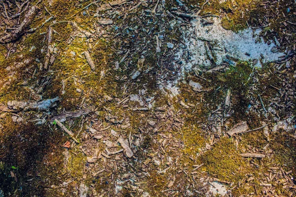 Moss textura amarela, fundo com espaço de cópia — Fotografia de Stock