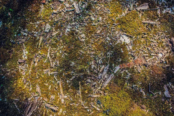 Moss textura amarela, fundo com espaço de cópia — Fotografia de Stock