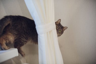 Bir pencere pervazına üzerinde oturan ve yağmurlu city adlı seyir kedi. Bir kedi gözleri üzerinde odaklanmak.