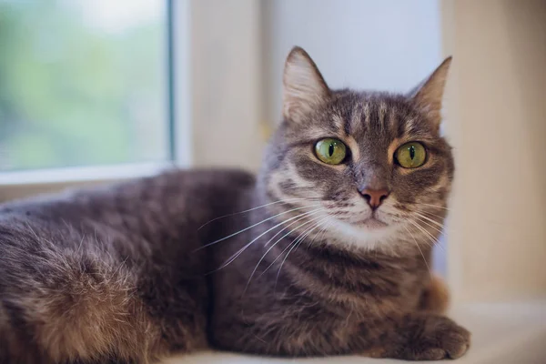 Cat sitting on a window sill and looking at the rainy city. Focus on the eyes of a cat. — Stock Photo, Image