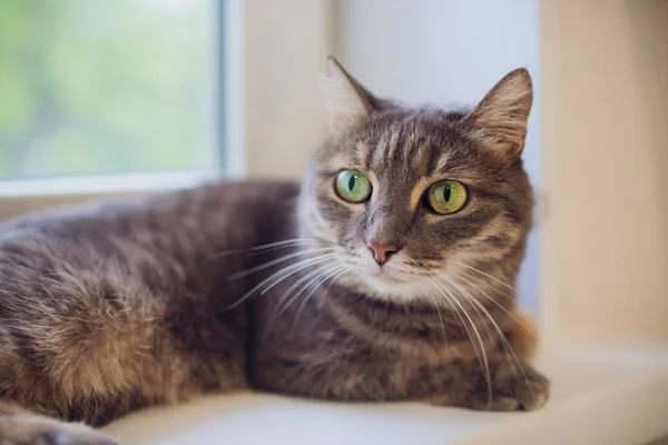 Cat sitting on a window sill and looking at the rainy city. Focus on the eyes of a cat. — Stock Photo, Image