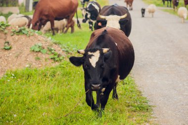 İnekler, yaz yeşil alan seçici odak