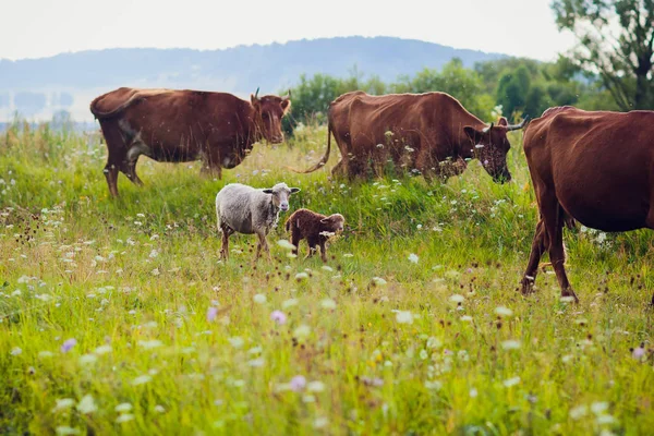 Много овец на красивом зеленом лугу — стоковое фото