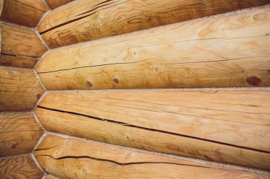 sapwood, cebire, yuvarlak şekil kabuğu kesit günlüğü gösterir