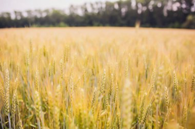 Beyaz arka planda buğday. Buğday hasadı.