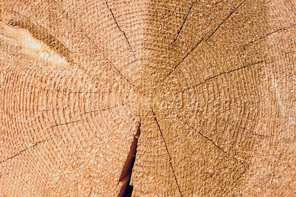 Průřez protokolu ukazuje Běle, jádrové dřevo, kůra v kruhového tvaru — Stock fotografie