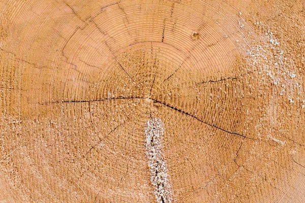 횡단면 로그가 보여줍니다 변, heartwood, 둥근 모양에 껍질 — 스톡 사진