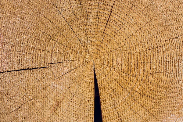 Průřez protokolu ukazuje Běle, jádrové dřevo, kůra v kruhového tvaru — Stock fotografie