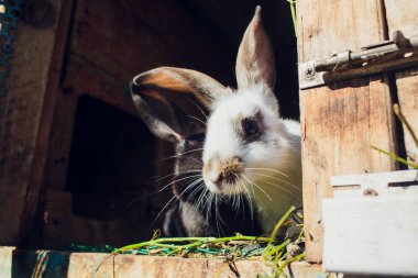 Bir grup genç tavşan kafesi içinde